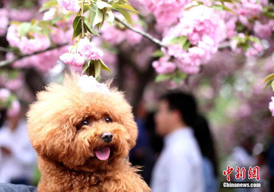 万人涌入中国科大“樱花大道”赏花