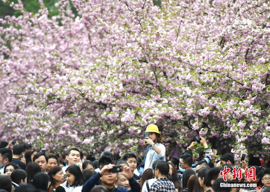 万人涌入中国科大“樱花大道”赏花