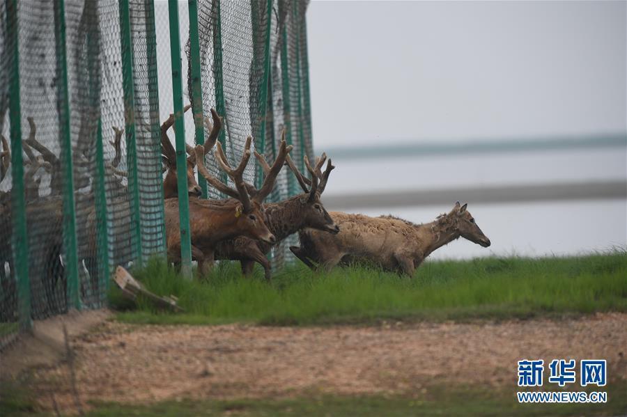 江西首次在鄱阳湖湿地野放麋鹿