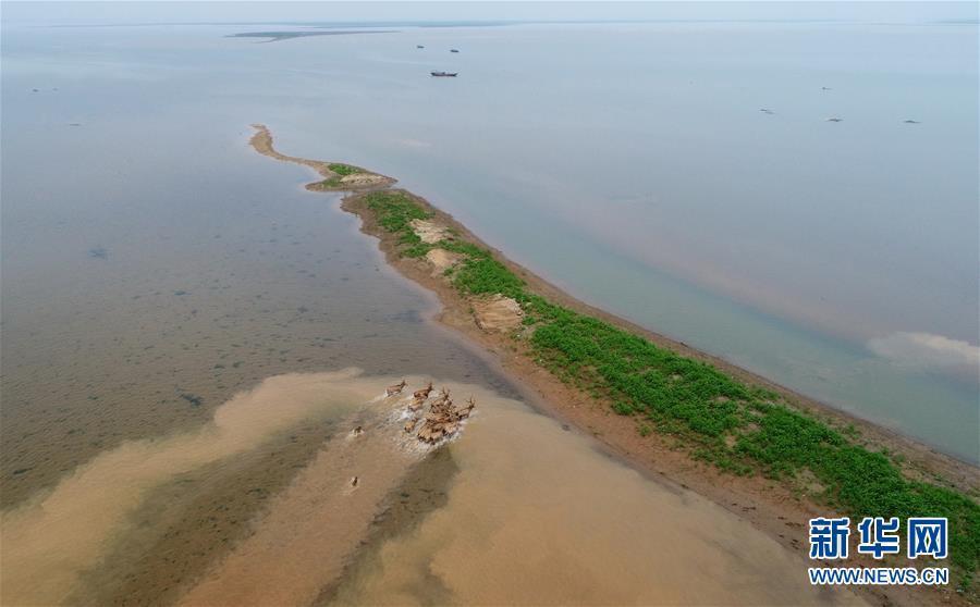 江西首次在鄱阳湖湿地野放麋鹿