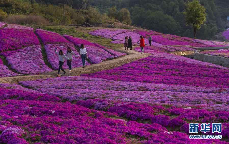 深山坳里添花海 春光春色醉煞人