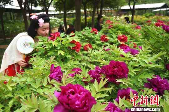 洛阳牡丹进入盛花期 游客徜徉花海