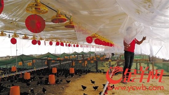 智能化养鸡场，可以自动化喂饲料、喂水