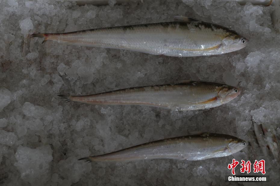 直击长江刀鱼从捕捞到餐桌全过程