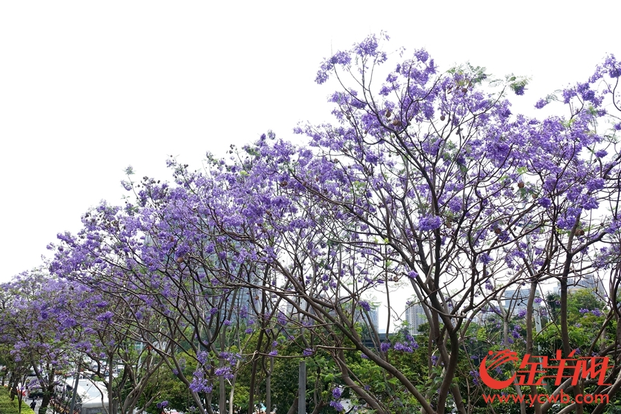 蓝色浪漫又袭广州——暨大门前蓝花楹花开灿烂