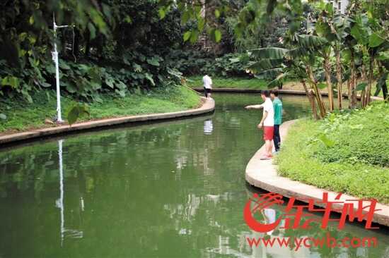 整治后的大学城河涌