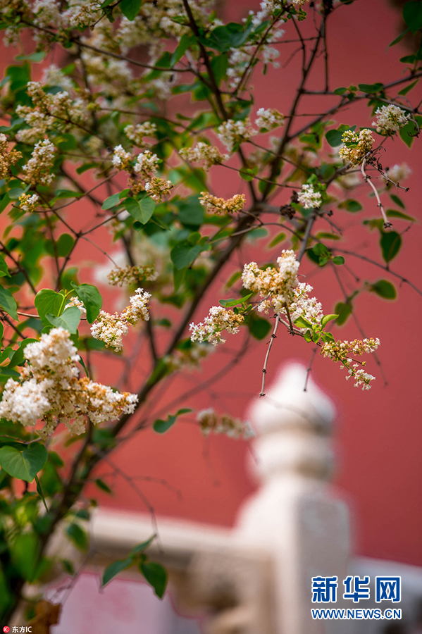 故宫4月“花季”秒变御花园 红墙花影韵味十足