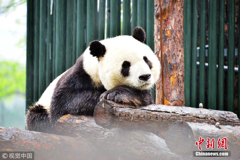 北京降雨又降温 大熊猫蒙双眼雨中萌萌酣睡