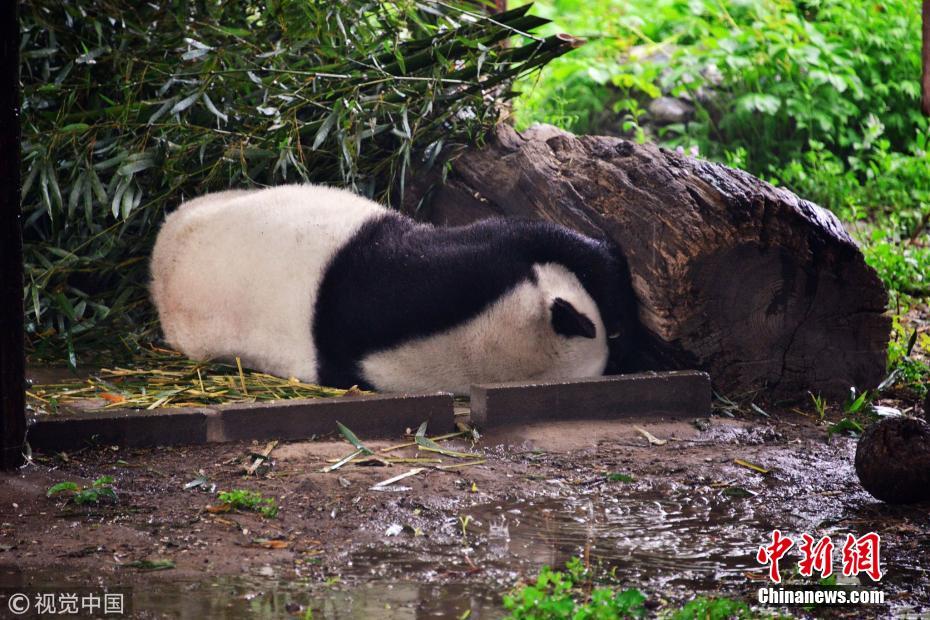 北京降雨又降温 大熊猫蒙双眼雨中萌萌酣睡