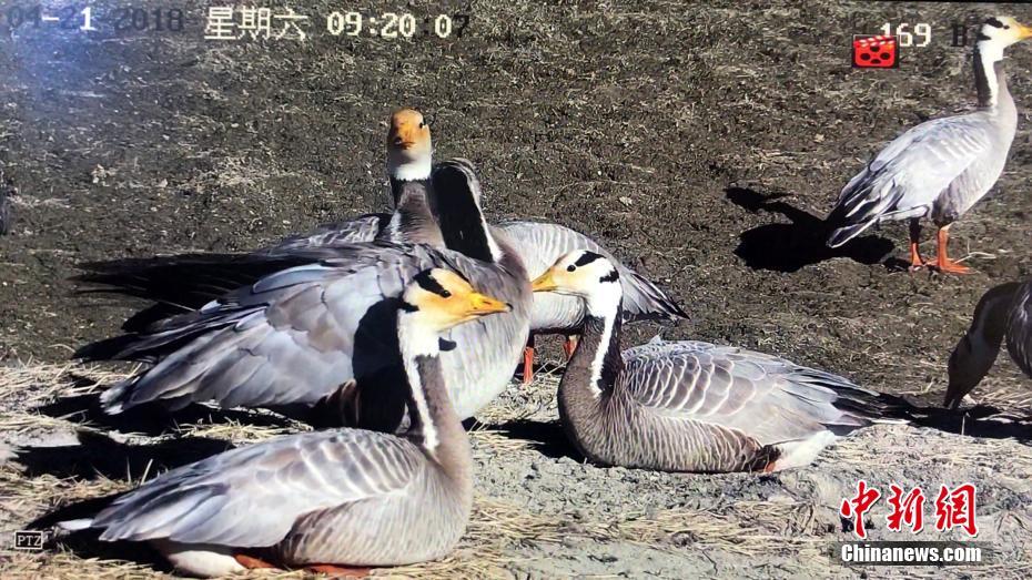 “世界飞得最高的鸟类”斑头雁在长江源数量增一倍