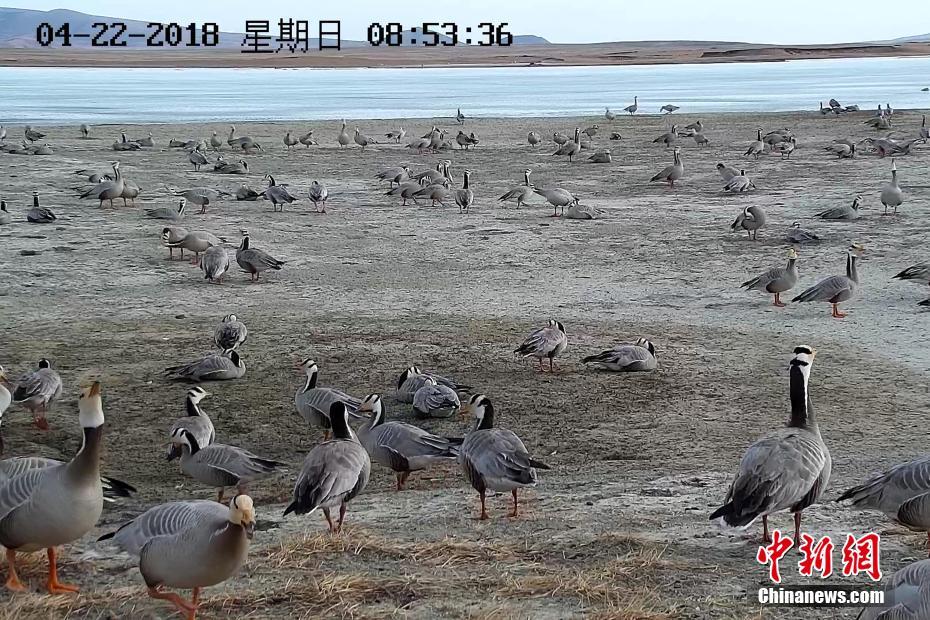 “世界飞得最高的鸟类”斑头雁在长江源数量增一倍