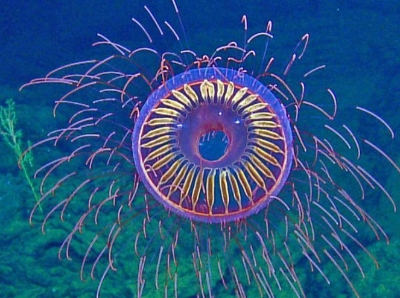  科学家在深海邂逅“烟花水母” 史上仅现10次