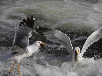  土耳其珍珠鲻鱼洄游产卵 海鸥激流中享大餐