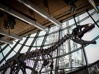 侏罗纪时期恐龙化石即将在法拍卖 距今超1.5亿年