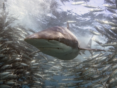  沙丁鱼抱团迁徙产卵 为鲨鱼提供绝佳机会