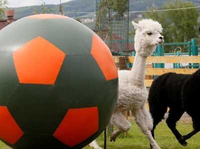  为世界杯预热 俄罗斯动物园举办“足球日”