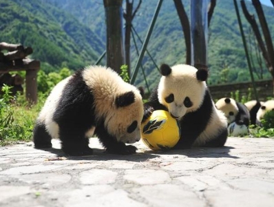  见过大熊猫踢足球吗？四川的“熊猫世界杯”了解一下