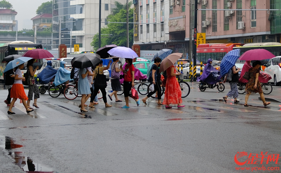 马路成了“花伞街”。记者 陈秋明 摄