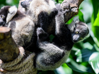  长隆诞下世界罕见的斑狐猴三胞胎