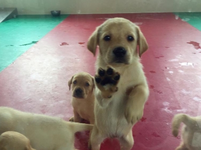  缉毒犬是怎样训练成的 探访海关总署北京缉私犬基地