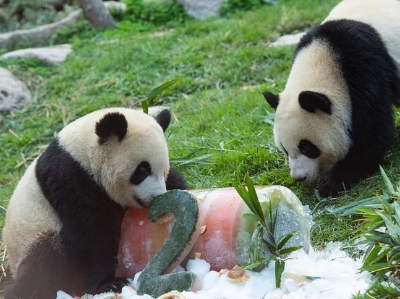  澳门大熊猫“健健”“康康”迎来2周岁生日