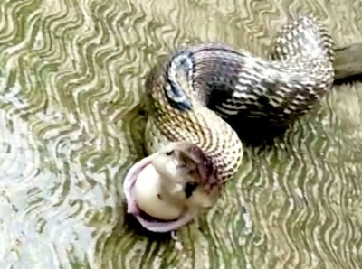  印度贪吃眼镜蛇偷吃被发现 情急下连吐7颗鸡蛋逃跑