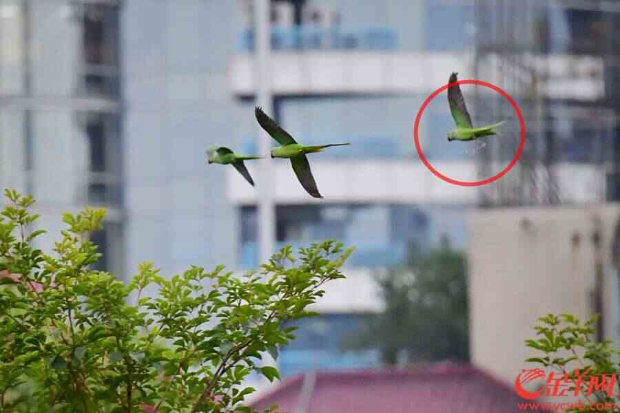 有一只脚上还拖着长长的脚链，很显然是“逃脱”出来的。