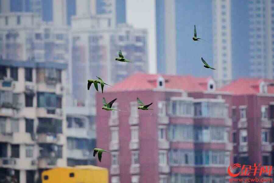 “绿精灵”穿梭飞行于楼房建筑。