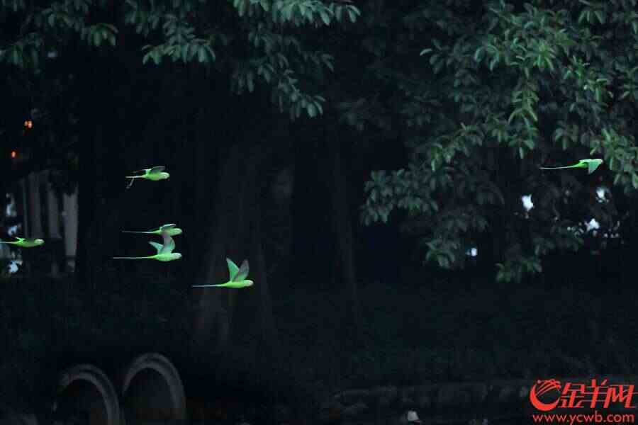 有一只脚上还拖着长长的脚链，很显然是“逃脱”出来的。