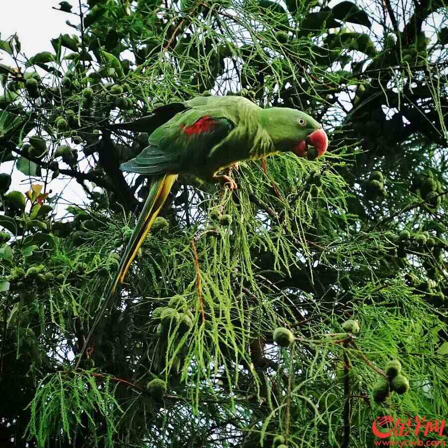 小家伙们在树顶摘果子吃。