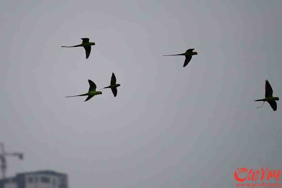 有一只脚上还拖着长长的脚链，很显然是“逃脱”出来的。