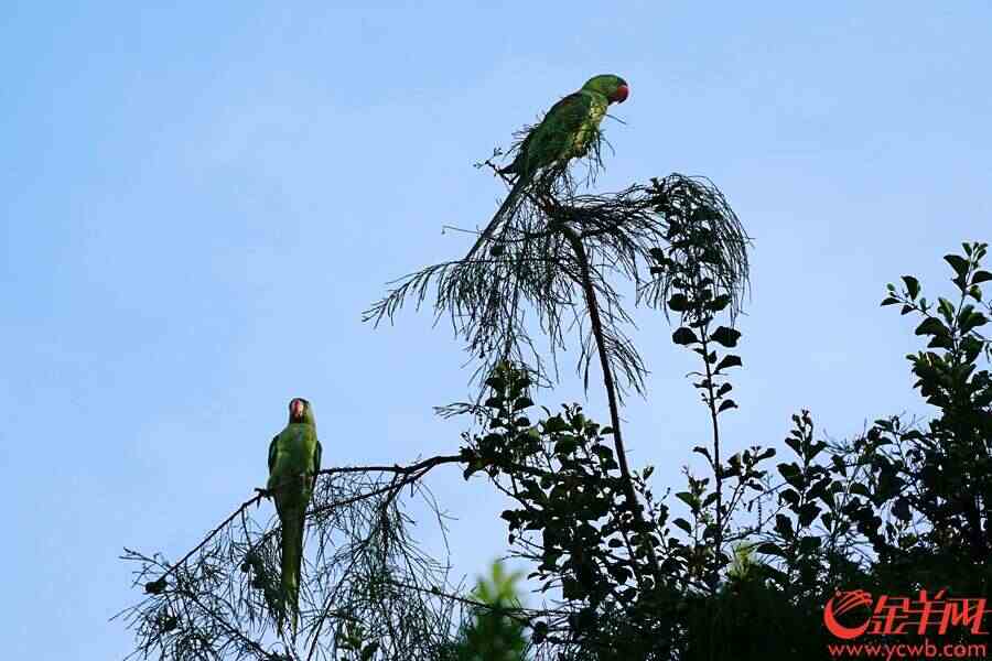 小家伙们在树顶摘果子吃。