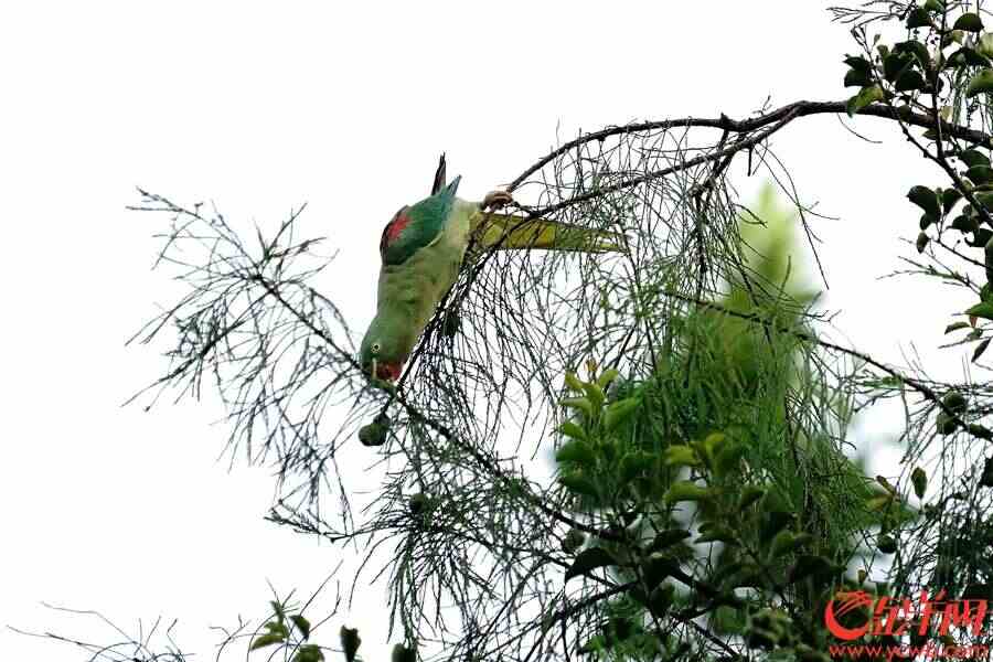 小家伙们在树顶摘果子吃。