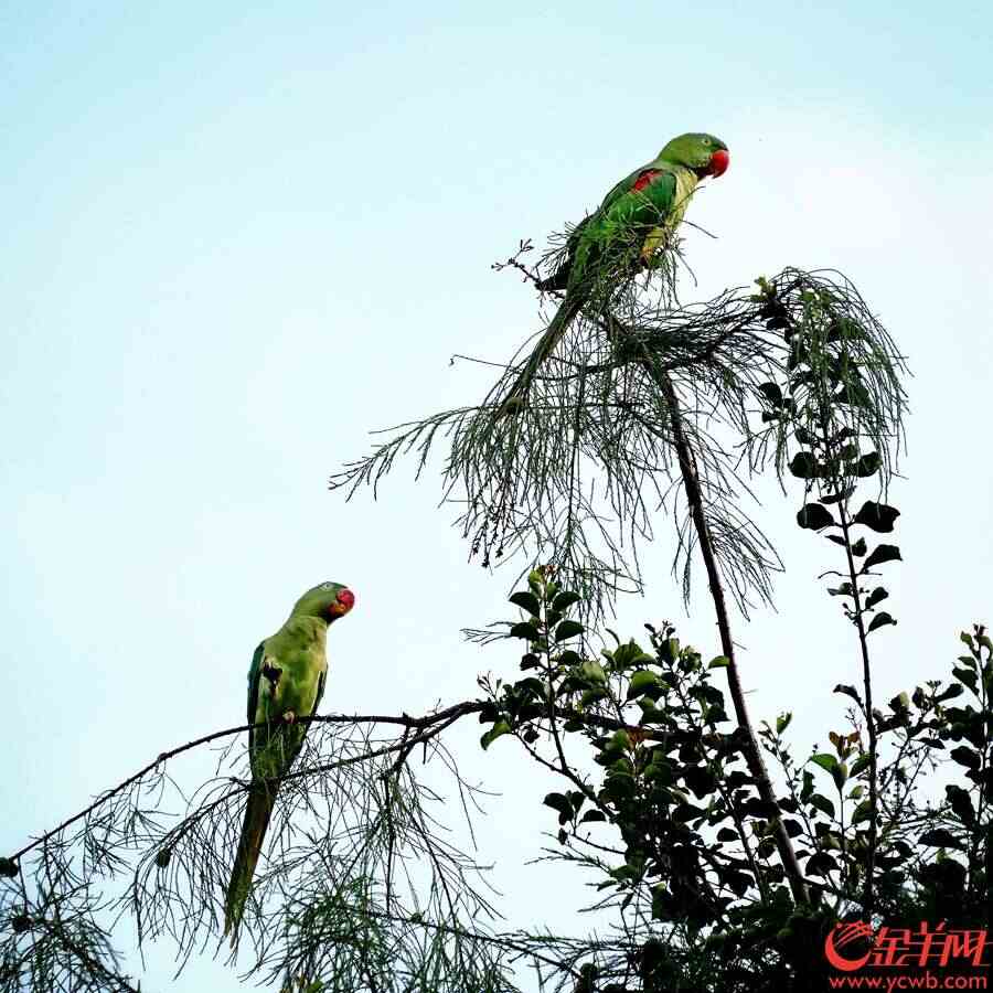 小家伙们在树顶摘果子吃。