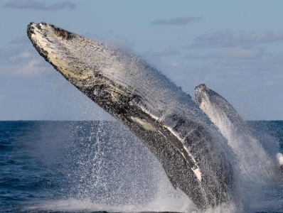 座头鲸演绎“双人舞” 海面翻滚跳跃