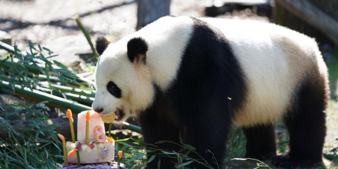  旅德大熊猫“娇庆”在柏林迎来八岁生日