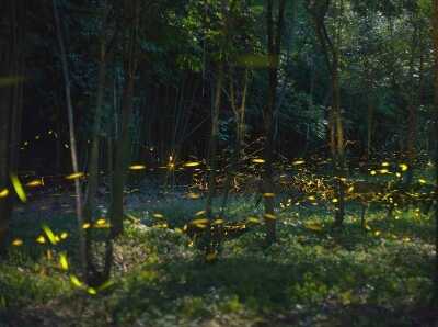  重庆上万只萤火虫共舞 宛如梦幻场景