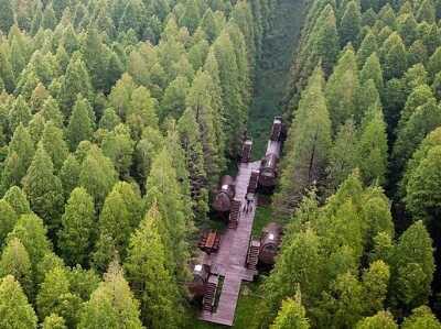  江苏东台：森林氧吧醉游人