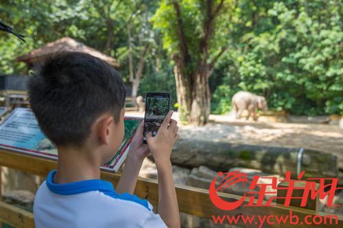 "长隆ar动物园 金羊网记者 宋金峪 摄