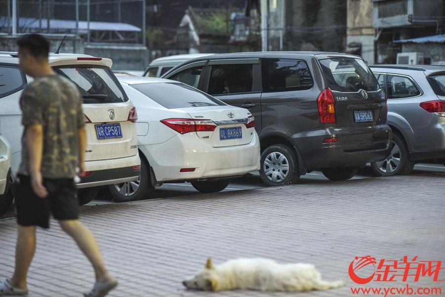 2018年8月5日，广州市海珠区富基路周边的一个露天停车场，据记者现场观察，已经接近饱和的停车场共停了60辆小汽车，其中有10辆是外地车。 金羊网记者 周巍 摄