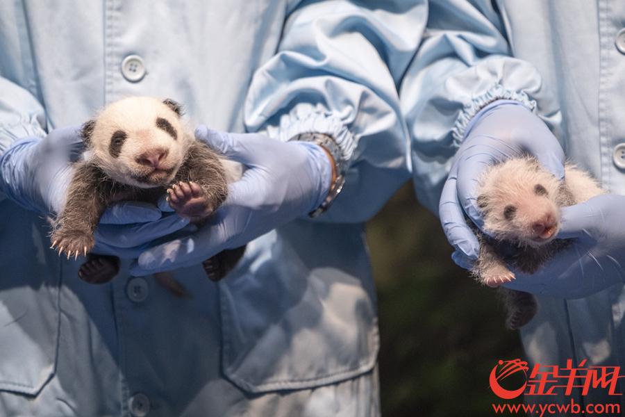 2018年8月12日，华南地区首只大熊猫“子二代”“隆仔”迎来了满月，记者探望发现小家伙不仅体重增长快，样子也已是黑白分明。同时又一个喜讯传来——大熊猫“婷婷”也刚刚产下一子。图为熊猫隆仔和婷仔合影。金羊网记者 宋金峪 摄