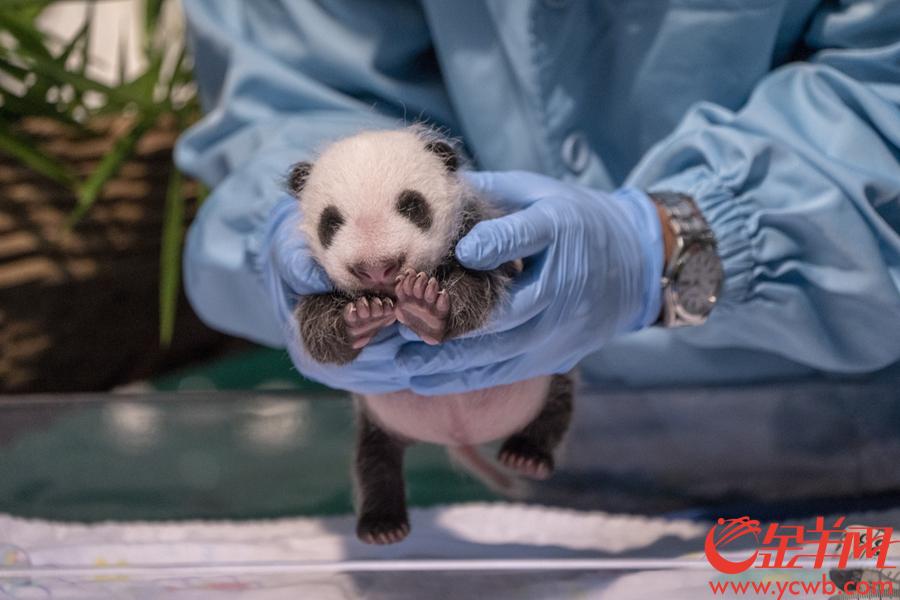 2018年8月12日，华南地区首只大熊猫“子二代”“隆仔”迎来了满月，记者探望发现小家伙不仅体重增长快，样子也已是黑白分明。同时又一个喜讯传来——大熊猫“婷婷”也刚刚产下一子。图为熊猫隆仔。金羊网记者 宋金峪 摄