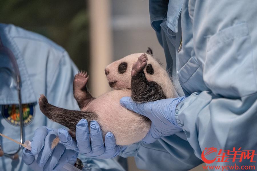 2018年8月12日，华南地区首只大熊猫“子二代”“隆仔”迎来了满月，记者探望发现小家伙不仅体重增长快，样子也已是黑白分明。同时又一个喜讯传来——大熊猫“婷婷”也刚刚产下一子。图为熊猫隆仔。金羊网记者 宋金峪 摄