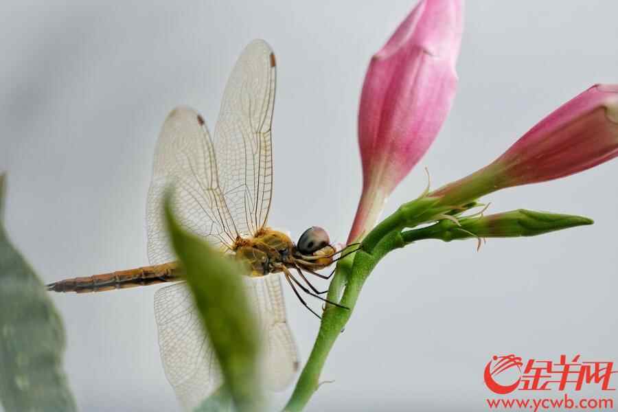 金羊网讯 记者陈秋明摄影报道：广州连日大雨，今日（8月30日）更是天色阴沉，大雨不停，从早上开始，雨几乎没停过，就连天空飞翔的蜻蜓也抵挡不住雨水，湿漉漉地“排队”倒挂在花枝，躲雨休息，画面有趣。
