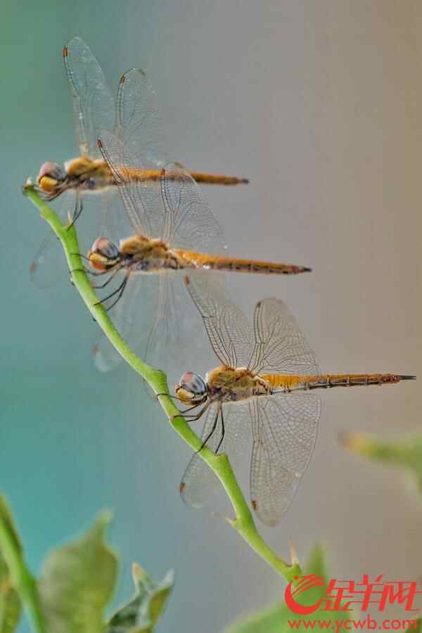 金羊网讯 记者陈秋明摄影报道：广州连日大雨，今日（8月30日）更是天色阴沉，大雨不停，从早上开始，雨几乎没停过，就连天空飞翔的蜻蜓也抵挡不住雨水，湿漉漉地“排队”倒挂在花枝，躲雨休息，画面有趣。