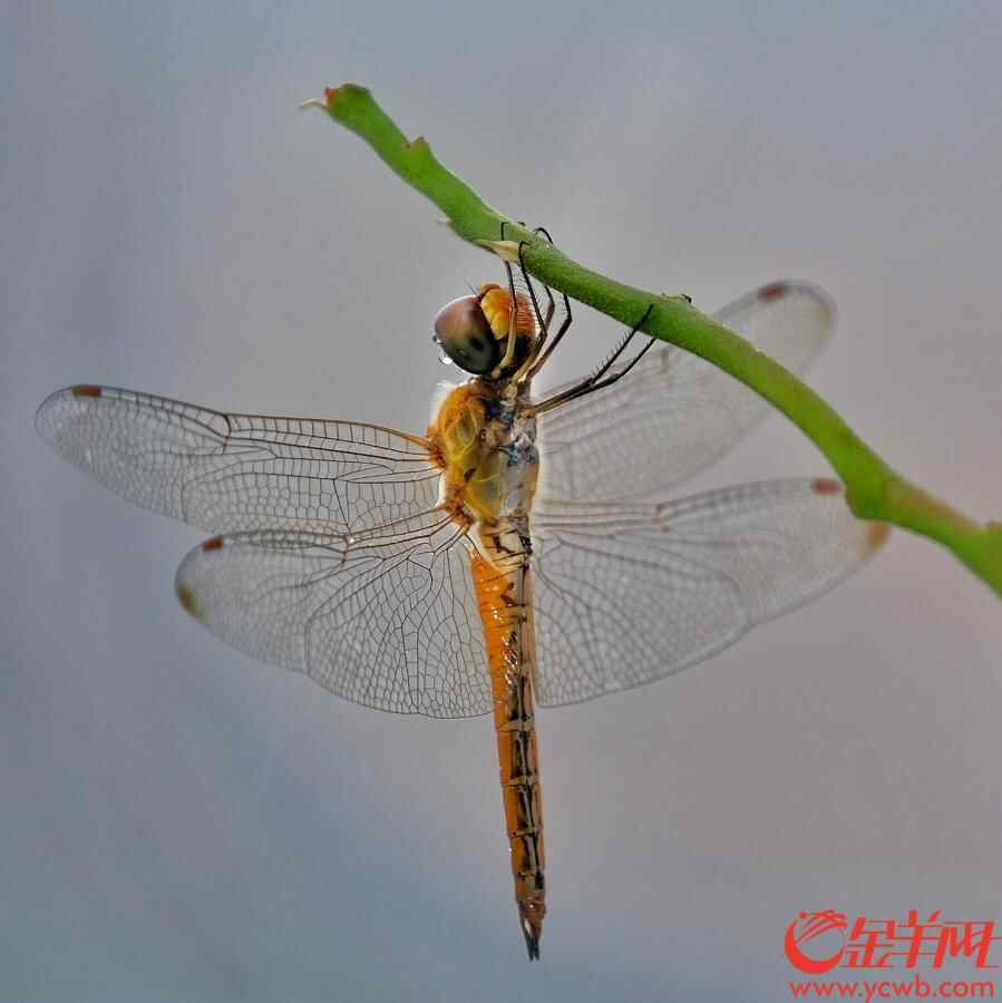 金羊网讯 记者陈秋明摄影报道：广州连日大雨，今日（8月30日）更是天色阴沉，大雨不停，从早上开始，雨几乎没停过，就连天空飞翔的蜻蜓也抵挡不住雨水，湿漉漉地“排队”倒挂在花枝，躲雨休息，画面有趣。