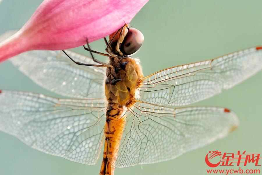 金羊网讯 记者陈秋明摄影报道：广州连日大雨，今日（8月30日）更是天色阴沉，大雨不停，从早上开始，雨几乎没停过，就连天空飞翔的蜻蜓也抵挡不住雨水，湿漉漉地“排队”倒挂在花枝，躲雨休息，画面有趣。