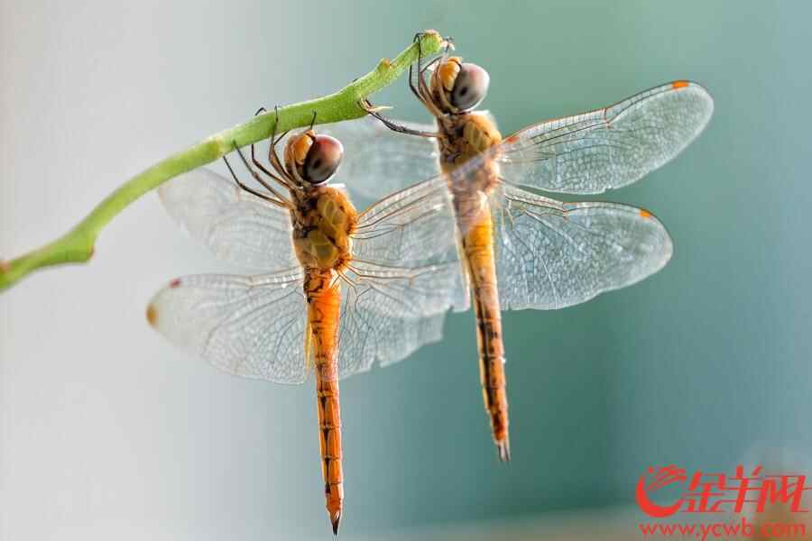 金羊网讯 记者陈秋明摄影报道：广州连日大雨，今日（8月30日）更是天色阴沉，大雨不停，从早上开始，雨几乎没停过，就连天空飞翔的蜻蜓也抵挡不住雨水，湿漉漉地“排队”倒挂在花枝，躲雨休息，画面有趣。