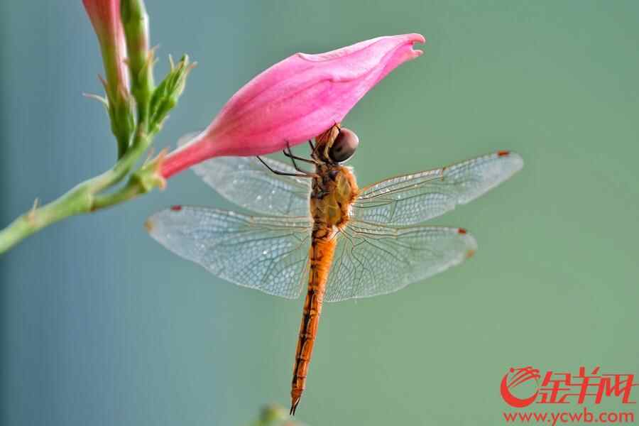 金羊网讯 记者陈秋明摄影报道：广州连日大雨，今日（8月30日）更是天色阴沉，大雨不停，从早上开始，雨几乎没停过，就连天空飞翔的蜻蜓也抵挡不住雨水，湿漉漉地“排队”倒挂在花枝，躲雨休息，画面有趣。