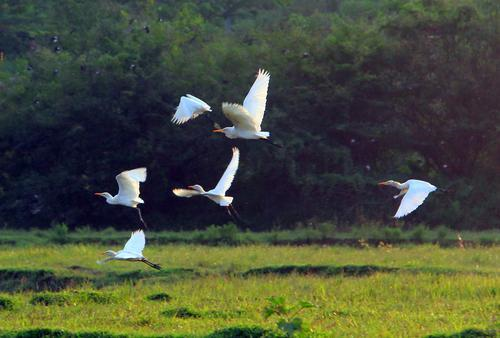 通体雪白的羽毛,在阳光下熠熠生辉,美丽可爱.png 通体雪白的羽毛,在阳光下熠熠生辉,美丽可爱.png